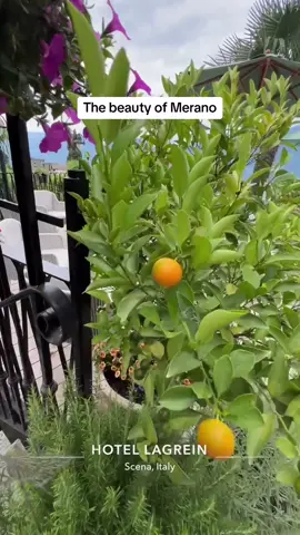 The beauty of #merano in#sudtyrol #italy #italia #viral #viralvideo #video #viraltiktok #video #my #photography #Summer #nature #fyp #fy #fyp #foryoupage #fypシ゚viral 