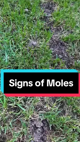 What are Signs of Moles in Your Yard? #yard #lawn #lawncare #mole #molehole #fyp 