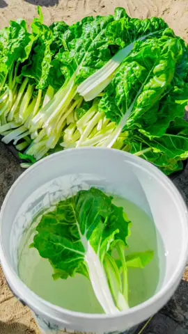 How I Ensure Every Spinach Leaf Sparkles💧✨ #vegetablegarden #organicgarden #healthyeats #foodprep #fyyyyyyyyyyyyyyyy 