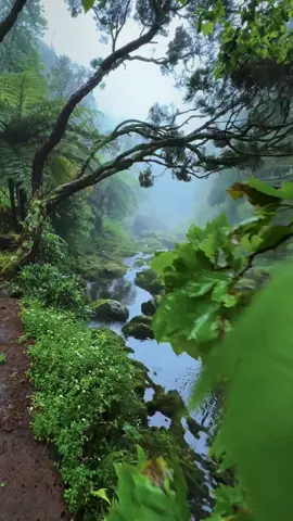 rainy days 🖤… | 📍São Jorge / Azores  | 📷 more moody vibes @giuliogroebert  | 🚐 exploring the world w/ @elena_wuest  | #nature #rain #rainy #rainyday #river #creek #azores #forest #forestlovers #rainlover #naturelovers #moody #mystic #🖤 