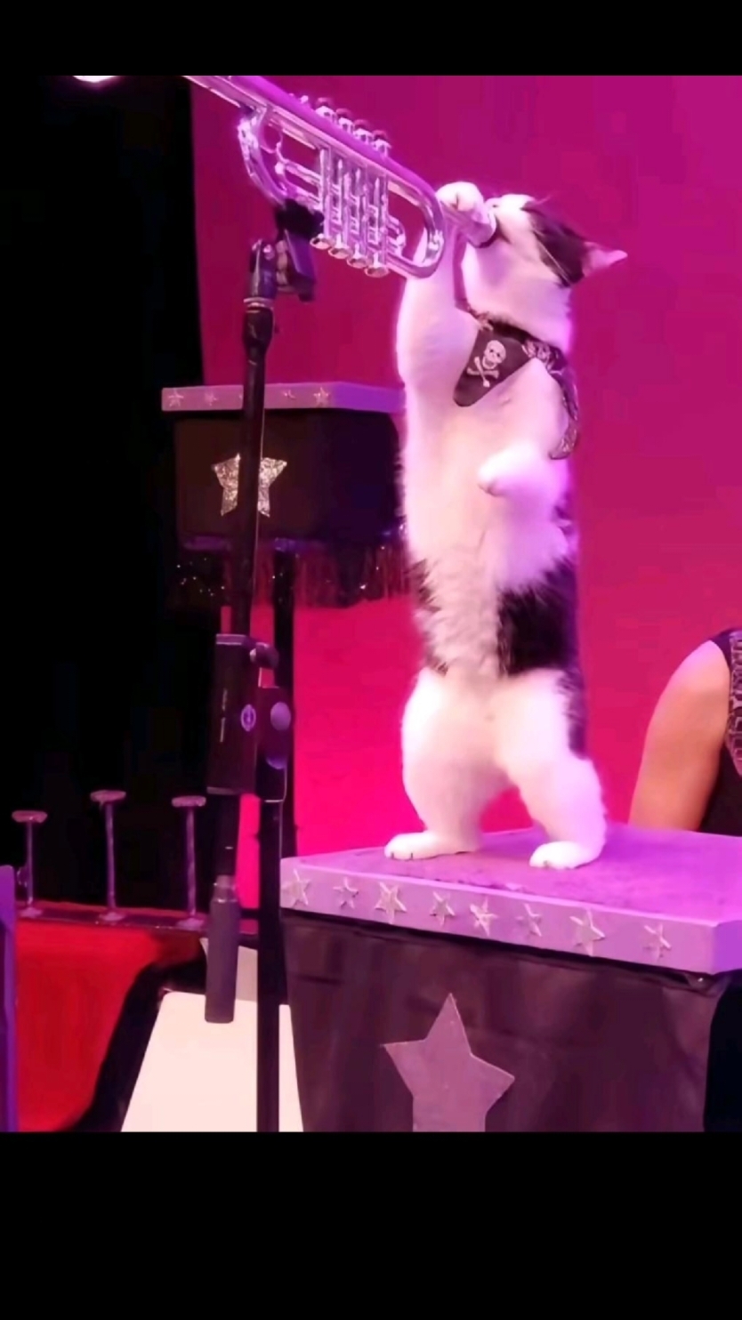 Esse vídeo merece ser assistido até o final  Siga se gostou do vídeo  #gato #gatos #musica #catlesswhisper #carelesswhisper #gatocantando  #cat 