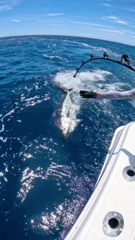 Bluefin tuna ready to be released… #finhunters #finhuntersgear #contender #stellar38 #tuna #tunafishing #bluefintuna #fishing #fishinglife #viral #parati #fyp