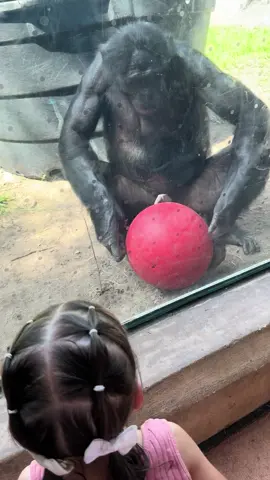 I thought he was gonna try to play with the ball. Not the kind of “play” I assumed though 😂 #zoo #monkey #fyp #JacksonvilleZoo #jacksonvilleflorida #playball 