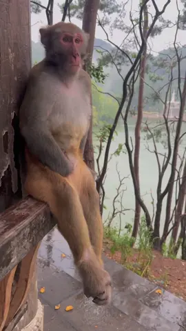 Looks like you're waiting for your girlfriend?#Monkey