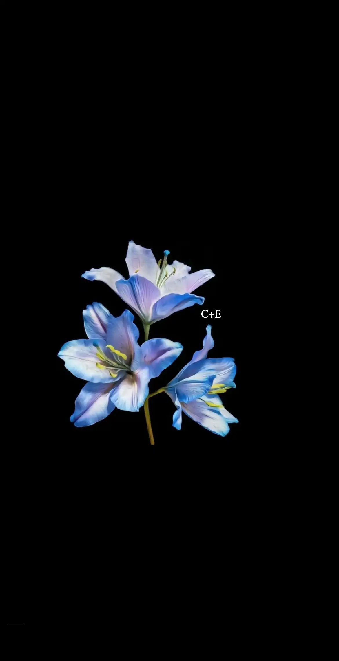 #initials #fyp #fypシ #viral #fypシ゚viral #videoviral #fypシ゚ #foryoupage #flower #fypp #wallpaper #flowerwallpaper 