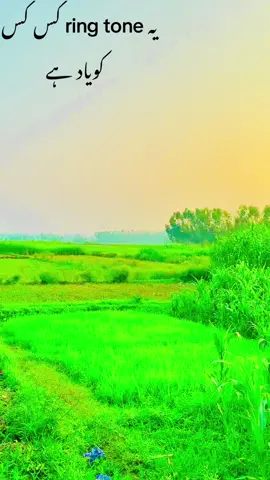 Beautiful ringtone#viral#viralvideo #viralditiktok#500kviews🙏😭☑️ 