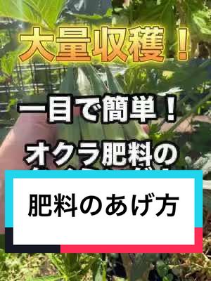 オクラの追肥方法について細かく解説しました！ わかりやすく葉の細さと紹介しましたが、葉の細さ十葉の切れ込みの深さの両方で確認できます！左の株と、右の株を比べるとわかりやすいと思います！ #家庭菜園 #オクラ#追肥 #追肥タイミング #肥料#野菜 