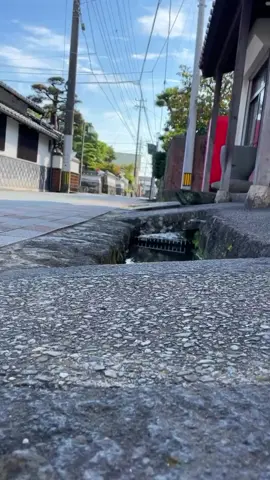 Japan’s street canals are so clean that Koi Fish can thrive in them 🤯 Comment your thoughts on this 💭 🎥: @aquariums.rs #fish #goldfish #koi #koifish #koipond #aquarium #fishtank #koilovers #fishkeeping