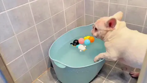 How can there be any puppy that takes such initiative in taking a bath? #adorablepet#frenchbulldog #pet#dog#cute#dogsoftiktok