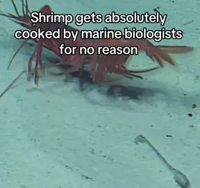 He’s just a little guy🥺🦐#shrimp #emotional #crustacean #caseoh #meme #marinebiology #marinebiologist #biology #zoology #bio #aquaticlife #oceanlife #sealife #sadedit #memes #funnymeme #trend #viraltiktok #satire #roasted #critter #critters #fypp