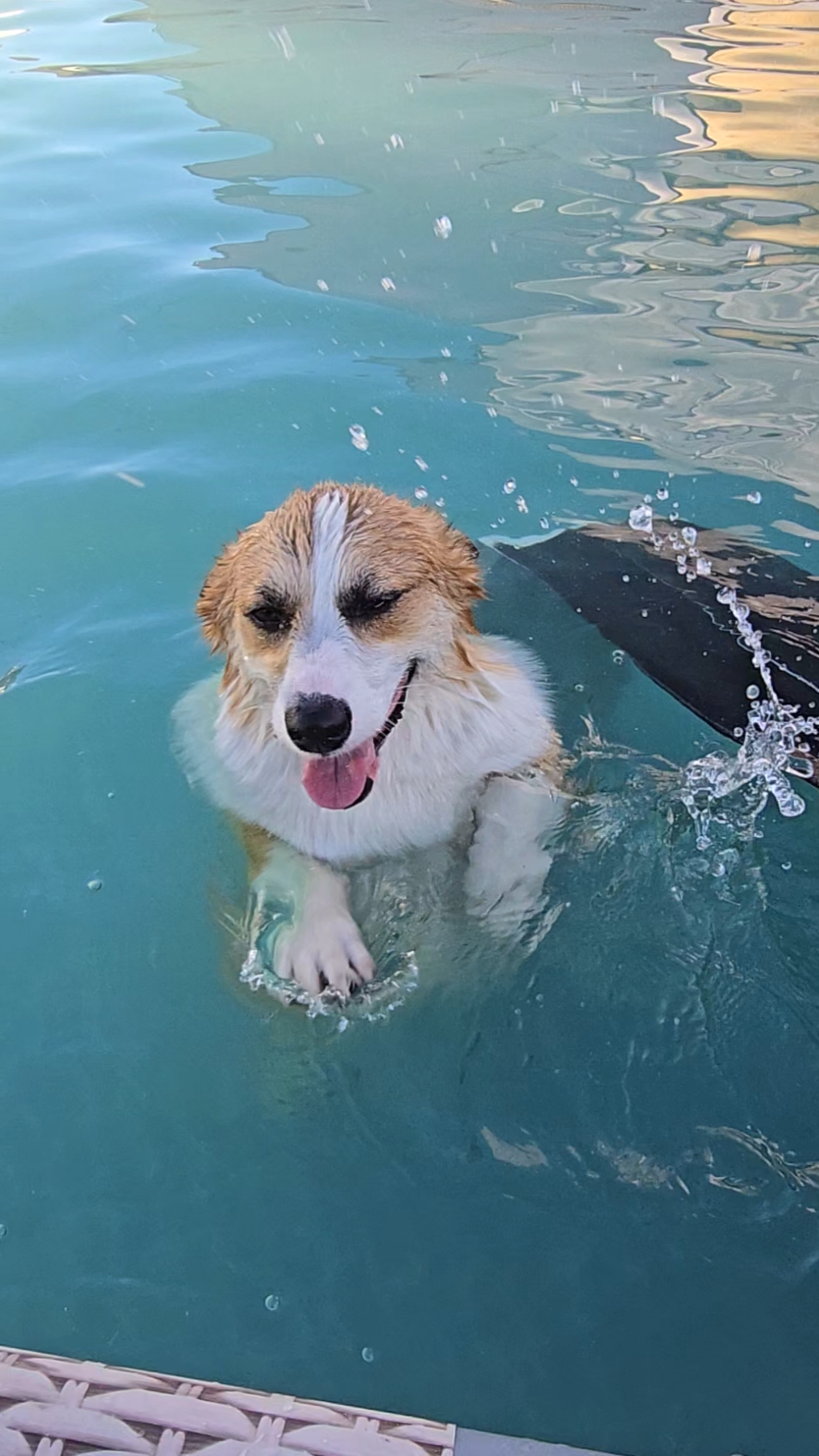 This ain't Florida but there sure are manatees in the water 😅#doglife #corgination #corgi #corgisoftiktok #corgipuppy #corgicommunity #corgilover #dogsoftiktok #corgis 