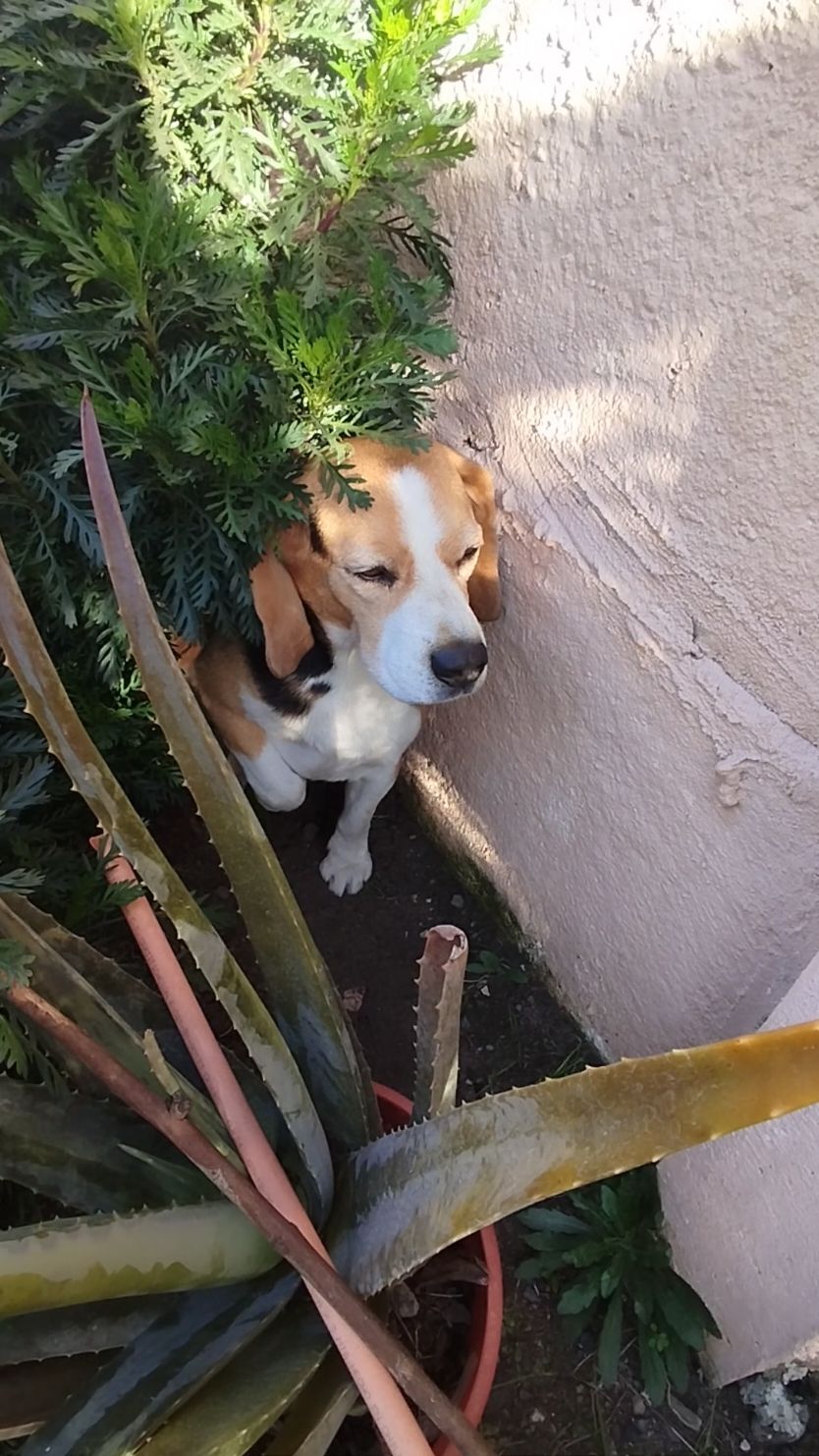 #VoiceEffects #beagles #beagles #VoiceEffects #beaglelover #beaglesoftiktok #beaglepuppy 