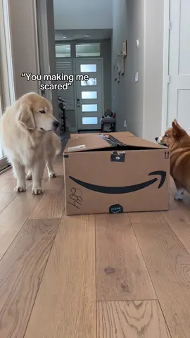 Ruby is the mastermind #goldenretriever #corgi #prank #dogmom #hideandseek 