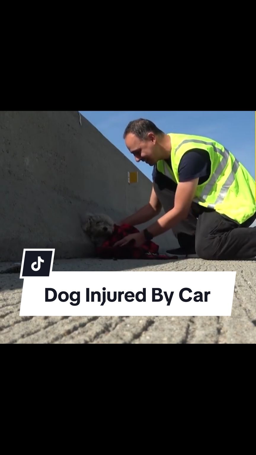 Stray dog passed out, under the hot sun, after she got hit by a car. #straydog #injureddog #poordog #abandoneddog #adoptme #adopteddog #foryou #rescuedog #petstory #labradorretriever #dachshund #goldenretriever #olympics #toptrending 