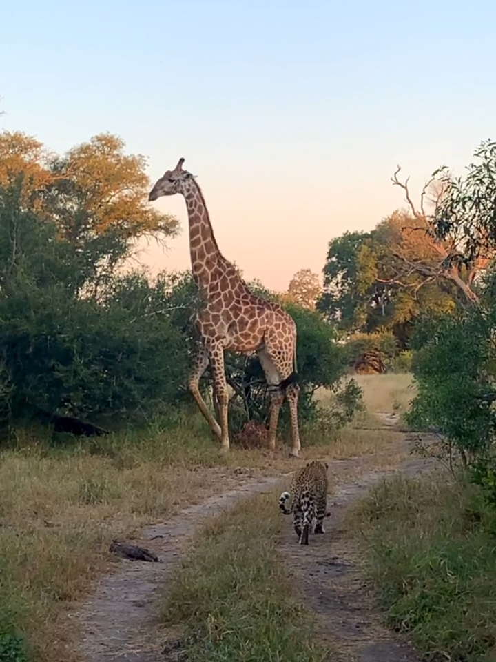 When a leopard and giraffe cross paths... Watch how this intriguing wildlife encounter unfolds! 🐆🦒 #wildlife #nature #giraffe #southafrica #safari #leopard #animals #londolozi