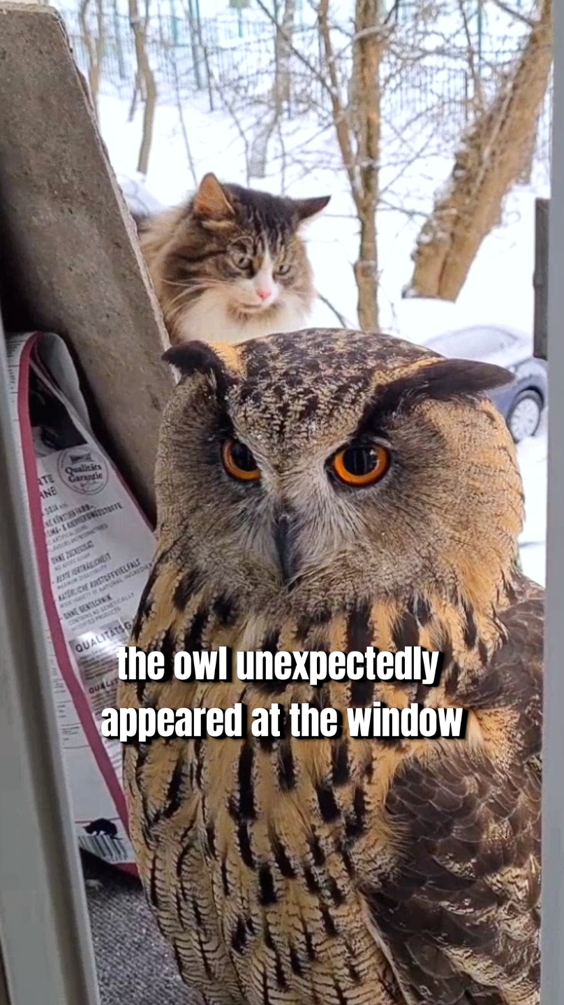 Saving owl brings unexpected surprise #owl #animals #surprise #funny #foryou #fypシ゚viral 