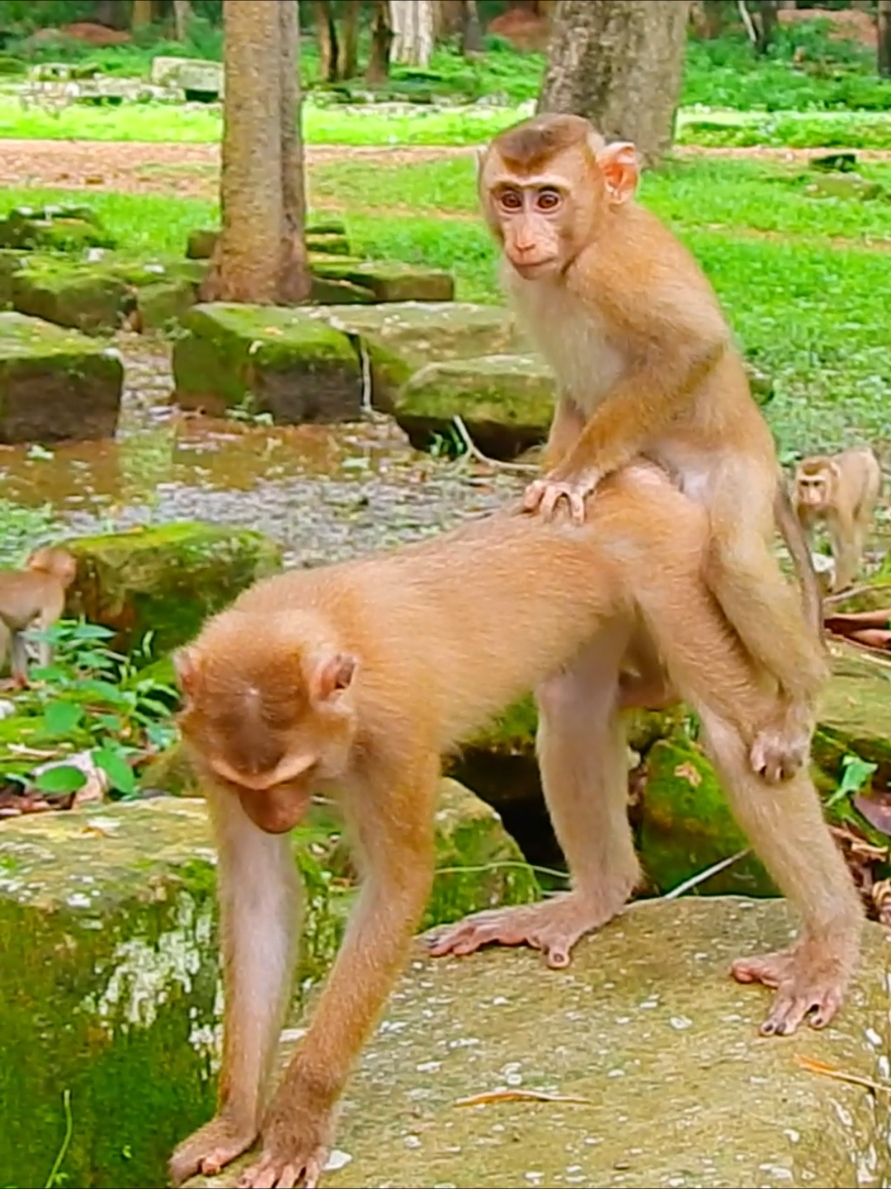 Super curious spoil monkey jump sister asking to do what #cutemonkey #animalsvideo #babymonkey #animals #poormonkey 