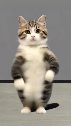 #cute #cat #dance #meow #petdance 