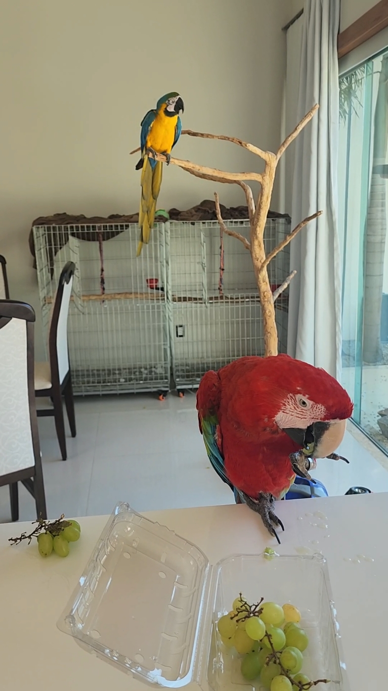 Nino ataca de novo kkkk #luiarara #ararasvermelhas  #araracanindé #passarosdobrasil #aves  #natureza🍃 #natal #vôolivre #pet #petlovers #pets #psitacideos #parrots #parrott #parrots_life #parrotlover #petsexoticos #petsinstagram #macaw #macawsofinstagram #macaws #macawlover #babys #babymacaw #liberdade #blessed #Love #instagram #instapet #redmacaw 