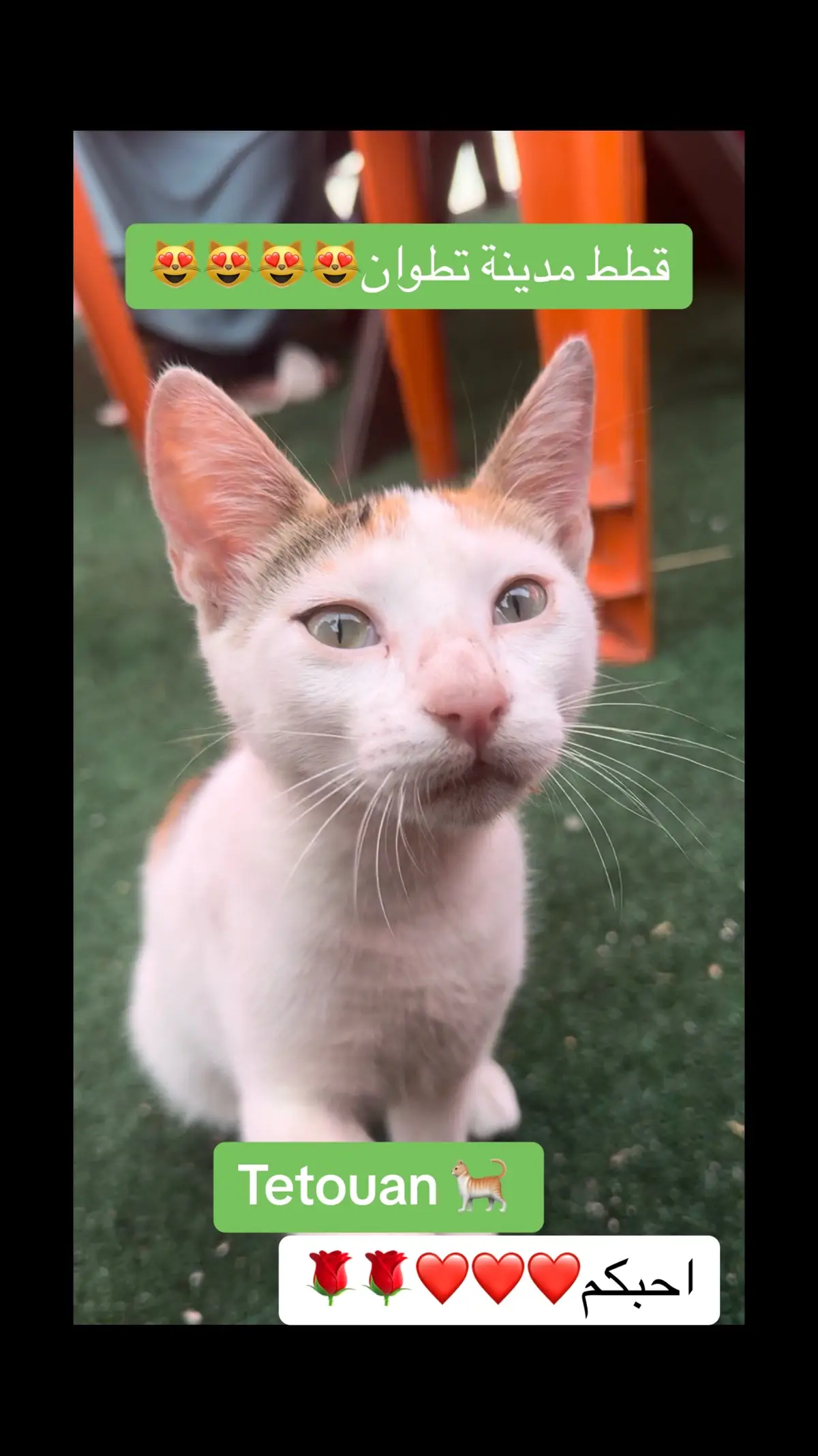 #chat #cat #gato #tetuan #marruecos #marocaine🇲🇦 #france🇫🇷 #italy #تطوان #españa #الجالية_المغربية_في_كل_مكان🇲🇦🇲🇦 #المغرب🇲🇦تونس🇹🇳الجزائر🇩🇿 #الخليج_العربي_اردن_عمان_مصر_تونس_المغرب 