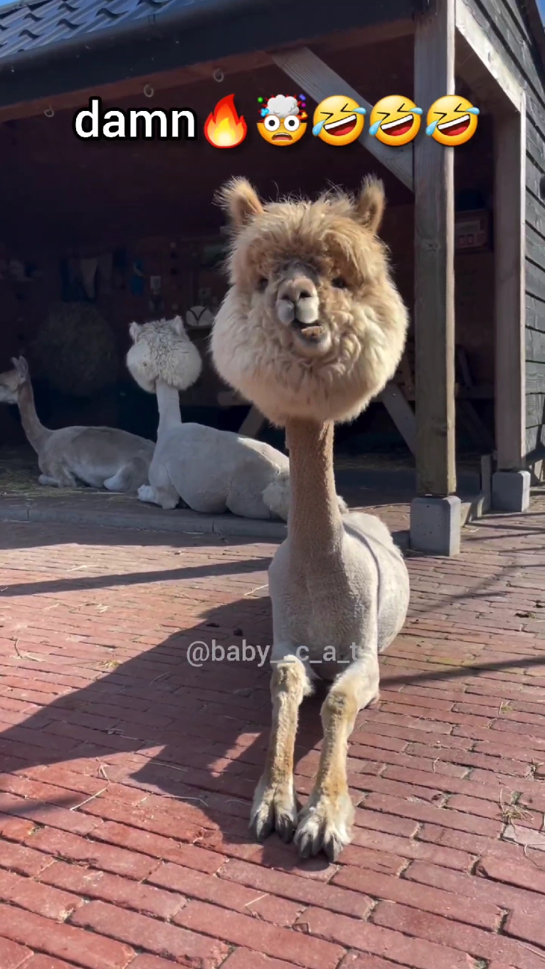 damnnnnnn 🤯🤣 #funnyalpaca #funnyvideo #funnyanimals #foryoupage 