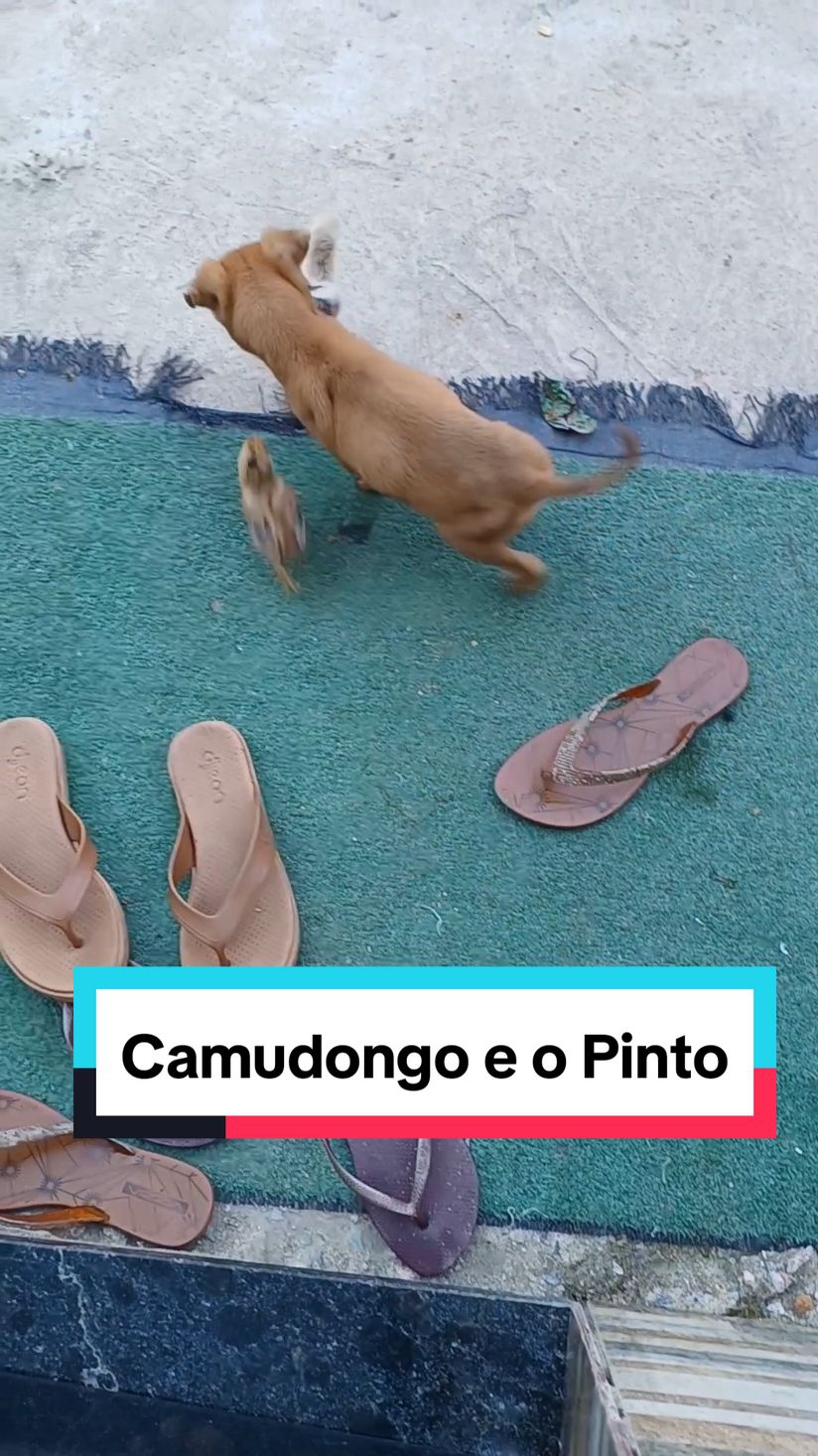 Camudongo e o Pinto #registrodevida #fy #sitio #dogtiktok 
