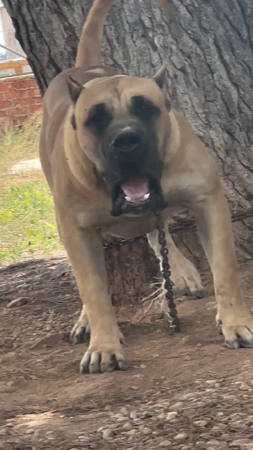 Fedor 💥❤️ #españa #viral #lovedogs #presacanario #foryou #mastiff #pitbull #boerboel #bully #beastmode #beast 