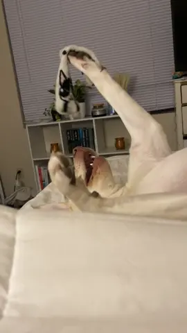Master has presented Dobby a sock! 🤣#paizleysponies #paintedponiesranch #farm #PetsOfTikTok #pets #animals #cute #funny #dog #dogs #dogsoftiktok #adorable #dobby #animalsoftiktok #cutepets #harrypotter 