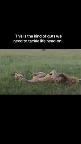 This is the kind of guts we need to tackle life head-on! 👊  #wildfreelions #animals #wildlife #wildanimals #wildlions #animalsoftiktok #brutal #fight #jackal #lion #funny 
