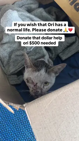 Ori is a sweet cat his right eye was completely destroyed due to which he will need a surgery. We have started his initial treatment and have gotten his blood analysed as well. He will soon be due for his surgery. We are trying to raise $500 for Ori. If you wish that Ori has a normal life, please donate to us. #catsoftiktok #cat 