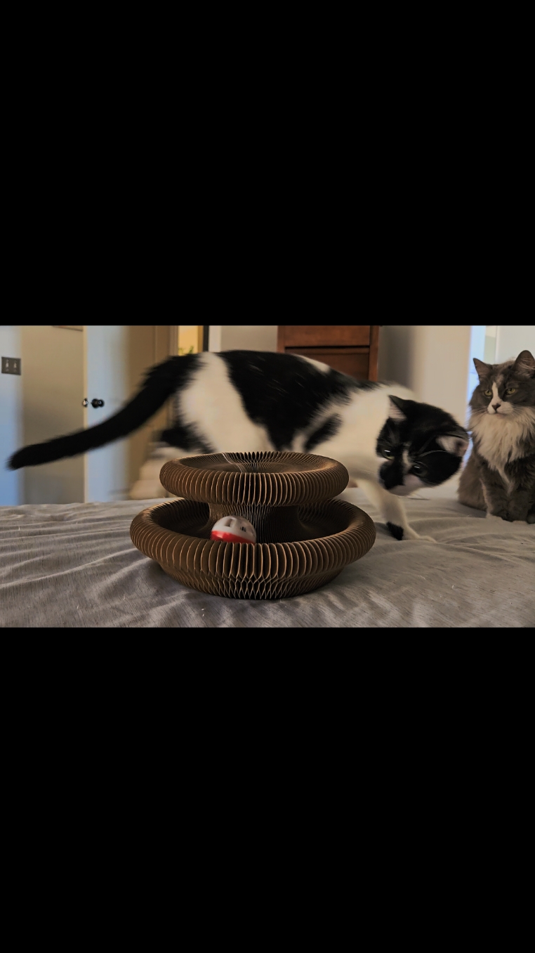 🎥 Kitty Curls Cat Toy Review! 🐱✨ Just got the Kitty Curls Cat Toy, and my cats absolutely love it! 😆 They're having so much fun and it keeps them entertained for hours. Highly recommend for all the cat parents out there! 🐾❤️ #KittyCurls #CatToy #HappyCats #PetReview #CatLovers #EntertainedKitties #PawLifeThroughLove 