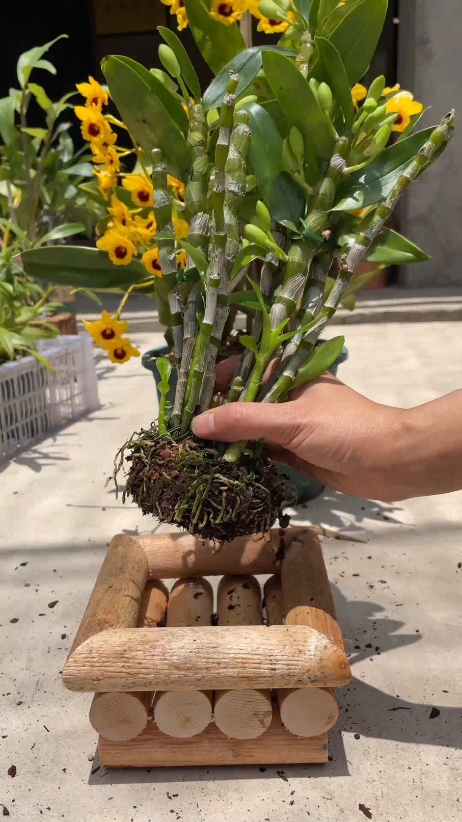 Cuidando das minhas orquídeas  #orquideas #rosas #portulacas #onzehoras #plantas #natureza 