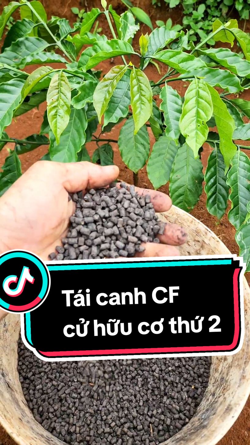 đi hữu cơ cho cà phê tái canh #caphe #taicanhcaphe #kythuattrongcay #xuhuong 