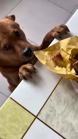 I didn't eat it secretly! He gave it to me and then framed me! 😒😒😒 #xiaopang #XiaoPangWasWronged #vairal #dog #funny #funnyvideo #XioPangPoor 