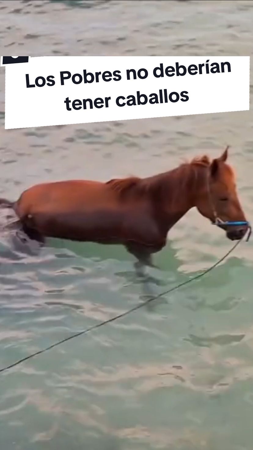 Los Pobres no deberían tener caballos. Tener un caballo sano implica muchas cosas, como gastos de veterinario, buena alimentación, descanso adecuado, mantenerlo al día con las herraduras / mantenimiento de sus patas y que haga ejercicios apropiados para un caballo, no solo tirar carretas. Son animales muy nobles que merecen un buen cuidado y lamentablemente muchas personas no tienen los medios, las ganas ni el tiempo para hacerlo. #equitacion #caballos #caballo #carreta #pobres #pobreza #longervideos 