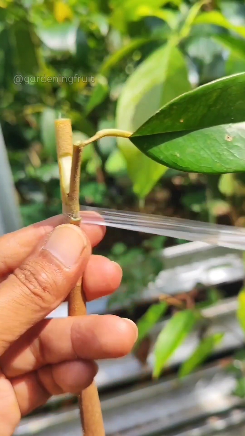 Durian grafting seedlings EP450 #getgrafting #grafting #gardening #durian 