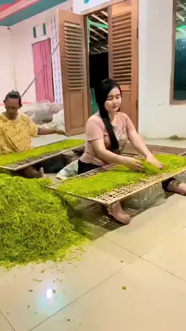 tembakau kualitas super🌱#fyp  #juragantembakau #tembakaumadurapamekasanberkualitas 