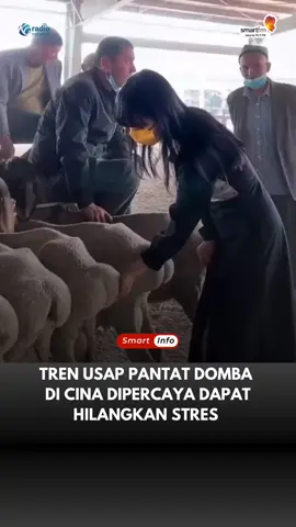 Pasar-pasar di Xinjiang, Tiongkok, dipenuhi wisatawan yang ingin mencoba tren unik yang sedang viral di Cina. Domba yang sengaja diikat berderet ini menunggu giliran untuk diusap bagian pantatnya. Tren tersebut muncul di kalangan anak muda di Tiongkok yang mencari pelepas stres (stress relief) dengan pergi ke ladang dan pasar ternak untuk menyentuh pantat domba. 📃: Scmp.com 🎥: Weibo