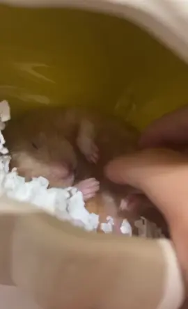 挑戰唱歌哄睡倉鼠 Day 1  #fyp #推薦 #倉鼠 #hamsters 