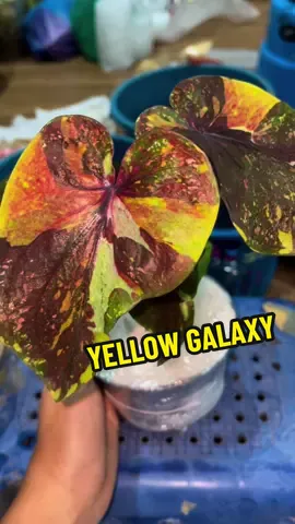 💛🖤🤎 #caladium #variegatedplants #plants #keladiviral #keladithailand #variegated #yellow #galaxy 