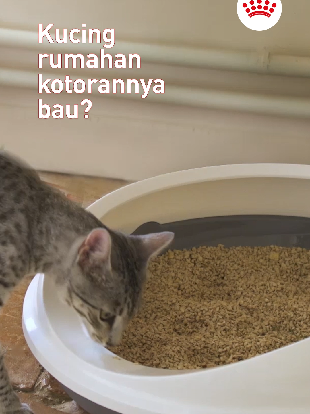 Duh, kalau kotoran kucingnya bau, nutrisinya harus seperti apa ya? #royalcanin #kucing #fypindonesia #kucingtiktok #catfood #makanankucing