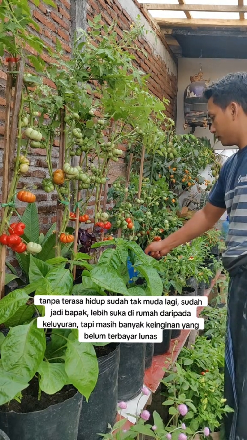 lebih suka sarungan dan siram siram tanaman #rumahberkebun #berkebundirumahaja #gardeniidea #gardenfun #gardening 