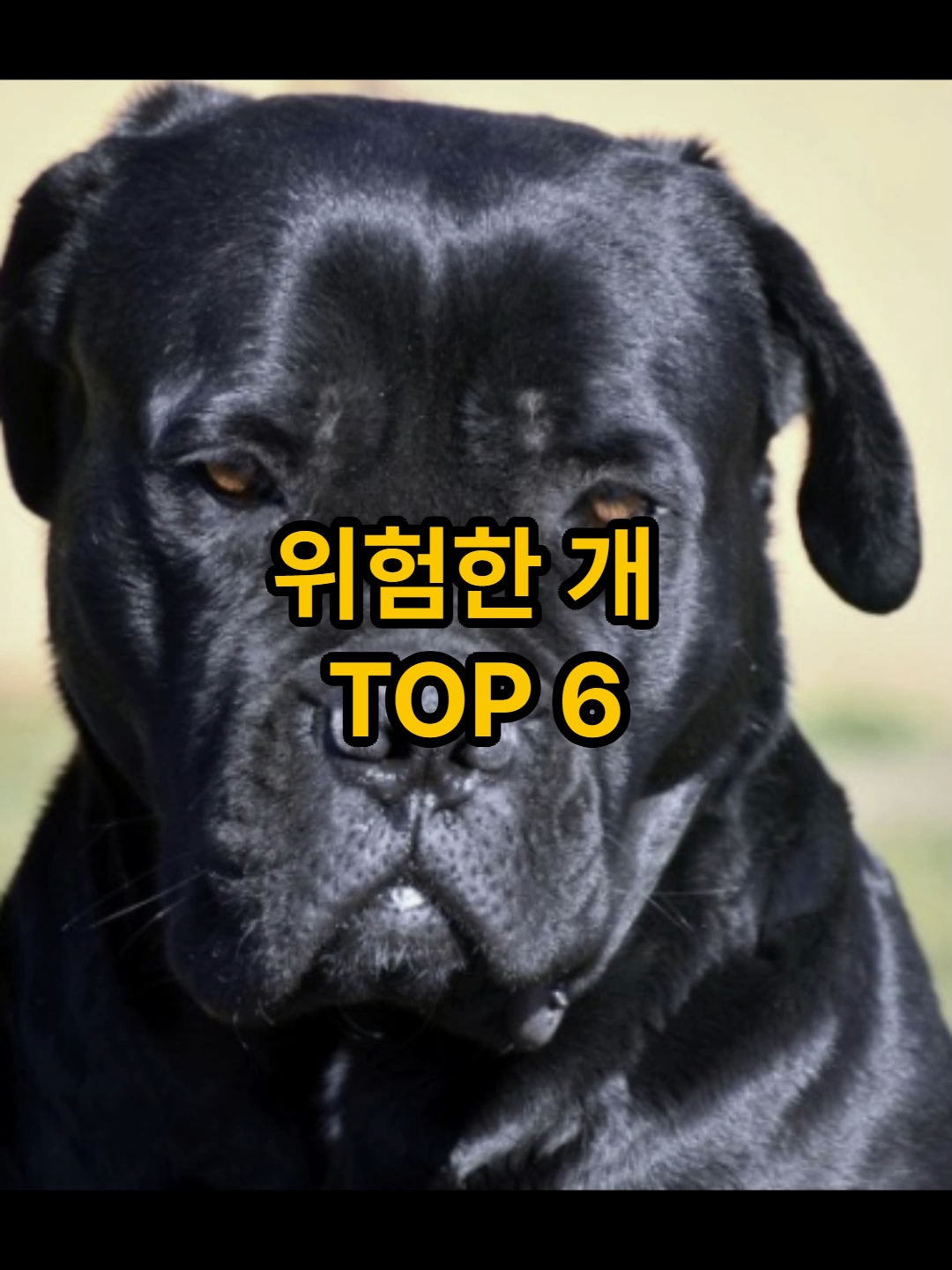 세계적으로 위험한 개 TOP 6  #강아지