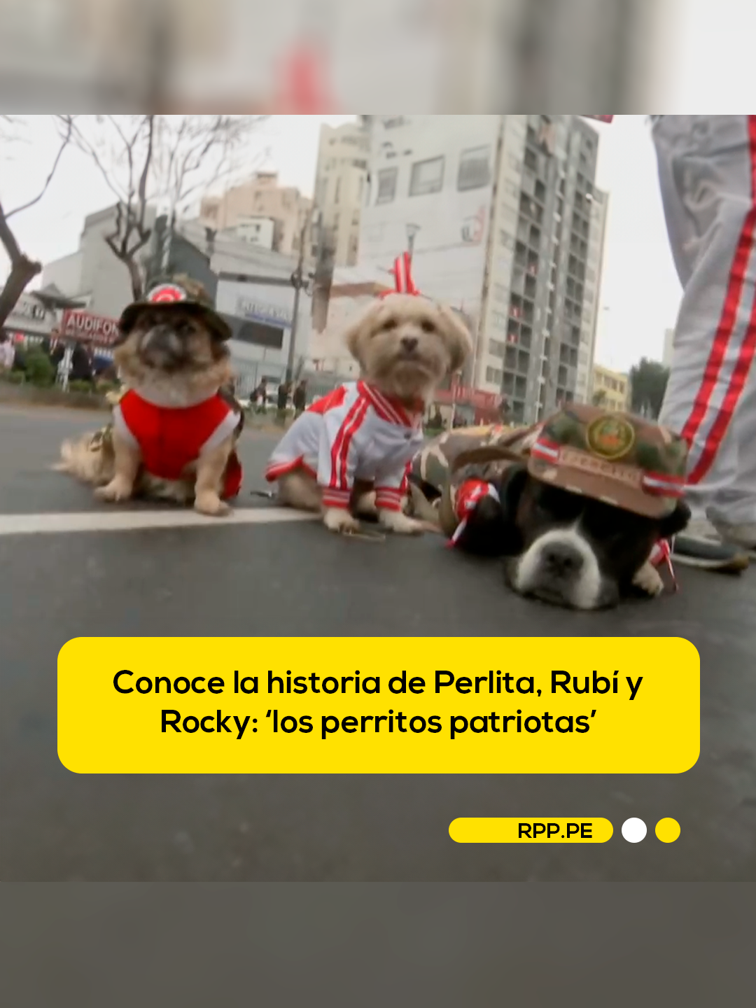 🐶 Perlita, Rubí y Rocky acuden todos los años a la Gran Parada Militar con trajes patriotas para tomarse fotografías con los asistentes a este evento. 📲 Más información en rpp.pe #RPPNoticias #NuestraTierraCelebra #FiestasPatrias