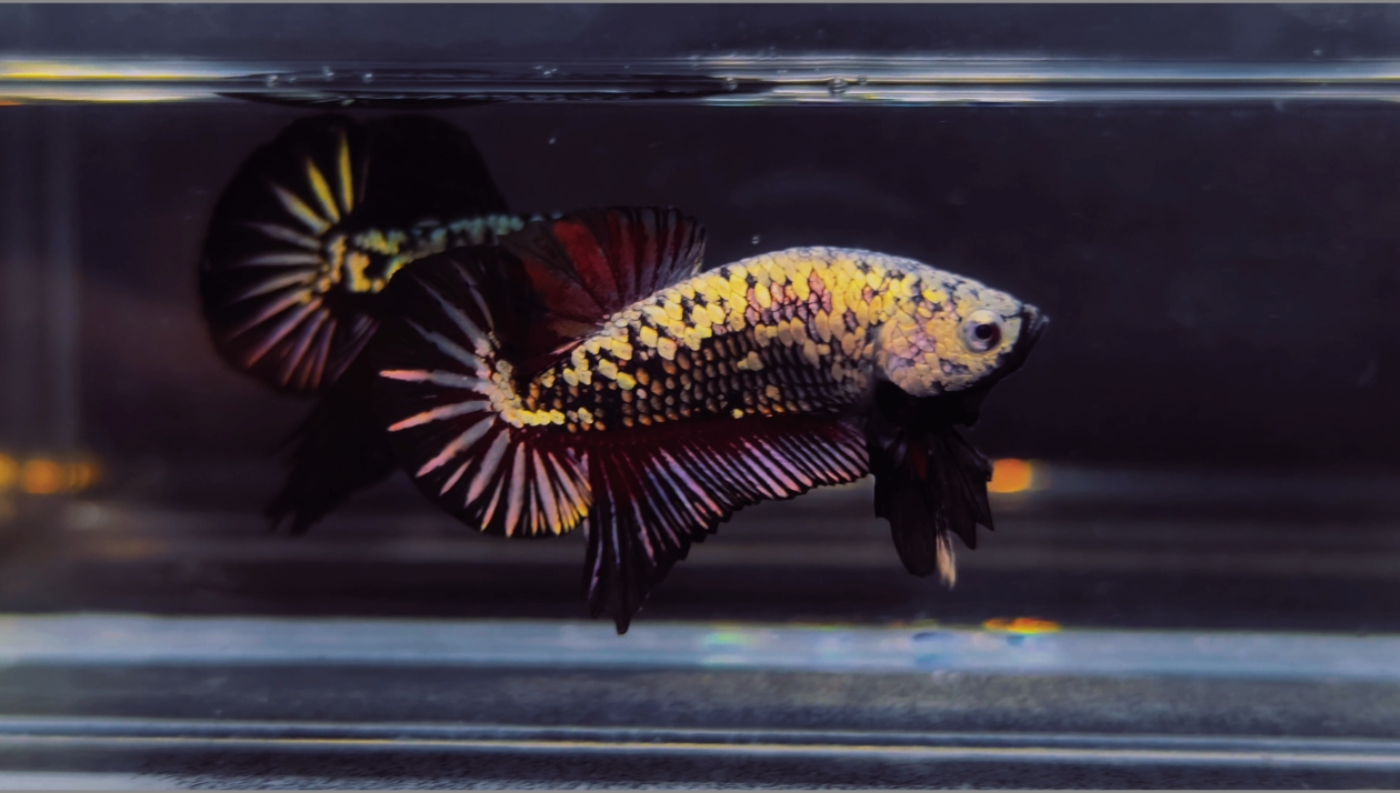 Black Red Panther Purple ⚜ 🖤🖤💜💜🖤🖤💜💜#capcut #xuhuong #viral #viralvideo #trending #tiktok #bettafish #pet #cá #cábetta 