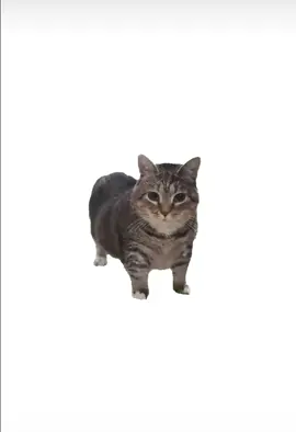 U ii a #tiktok #fyppppppppppppppppppppppp #foryou #fyp credits to owner 😜🤙 #foryoupage #fypシ #viral #aesthetic💅 #realized #memes #slay #uiia #cat #funnycat #catdancing #cutecat #floptropica #anotherdayanotherslay #ay #pusa #miming #mimingmeme 