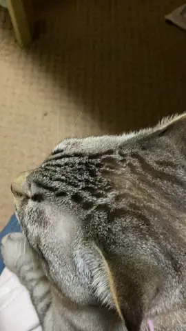 #猫  #酔っ払い  #アル中  #猫のいる暮らし  #猫のいる生活 