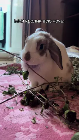 #кролик #rabbit #recommendations #bunny #fyp #bunnylove #домашнійулюбленець #bunnytok #pet #rabbits #trending #tiktok #animal #bunniesoftiktok #bunn #cute #viral #bunnies #PetsOfTikTok #кролики #petlover #animals #ukraine 