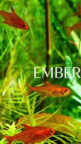Câu chuyện về cá Ember Tetra P2 #camnangcacanh #embertetra #hyphessobryconamandae 
