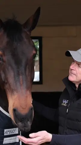International groom Alan Davies, explains what you should keep an eye out for on your daily checks and time spent with your horse or pony!🥰 #BritishDressage #dressagehorse #dressagerider #dressageequestrian #dressagetiktok #fyp #horsecare #dressage #equestrian #equestriantiktok #AlanDavies 